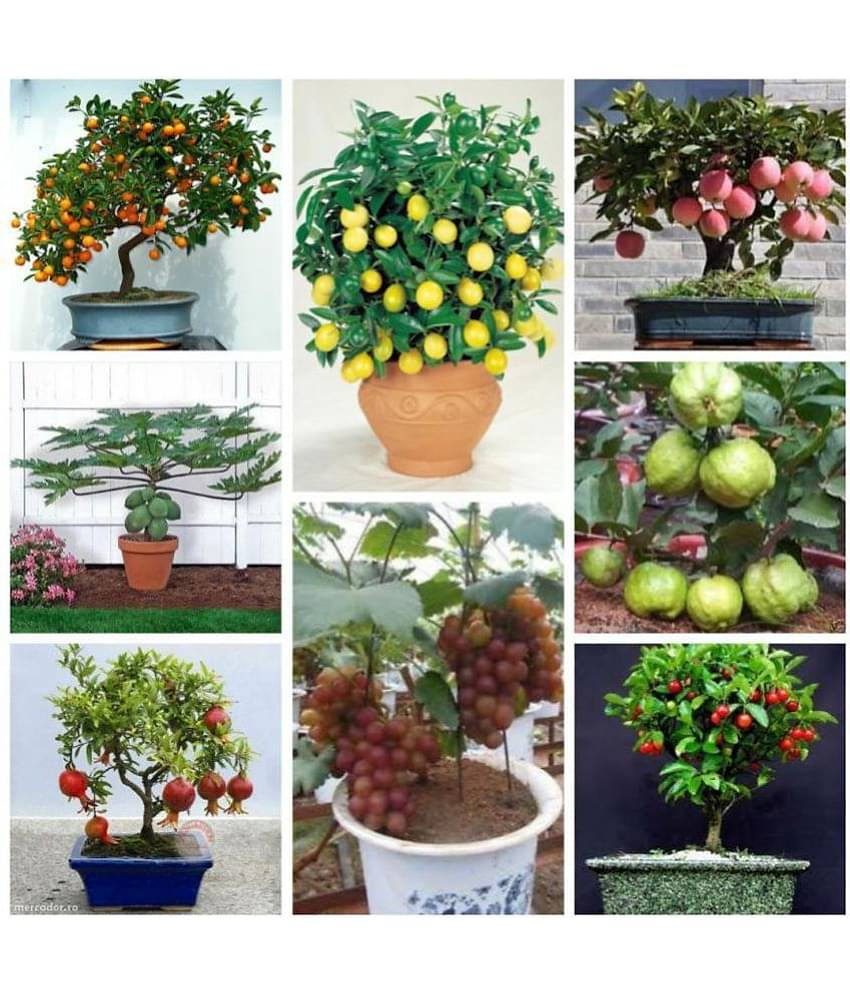 Bonsai Fruit Seeds Mega Combo (Apple, Orange, Lemon, Guava, Cherry, Grapes, Papaya, Pomegranate) - 5 Seeds Each