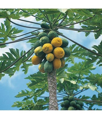 CLASSIC GREEN EARTH - Papaya Vegetable ( 50 Seeds )
