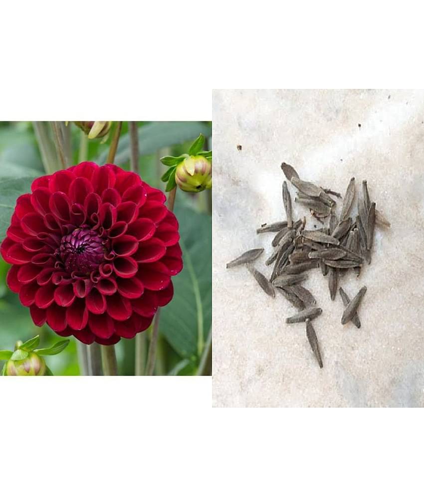 Zonato Red Dahlia Winter Flower Seed (Pack of 50)