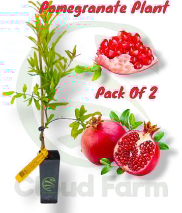 Cloud Farm Outdoor Fruit Plant ( Pack of 2 )