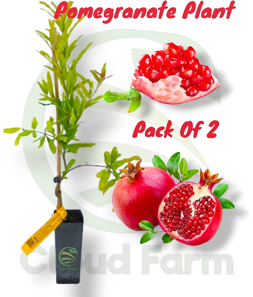Cloud Farm Outdoor Fruit Plant ( Pack of 2 )