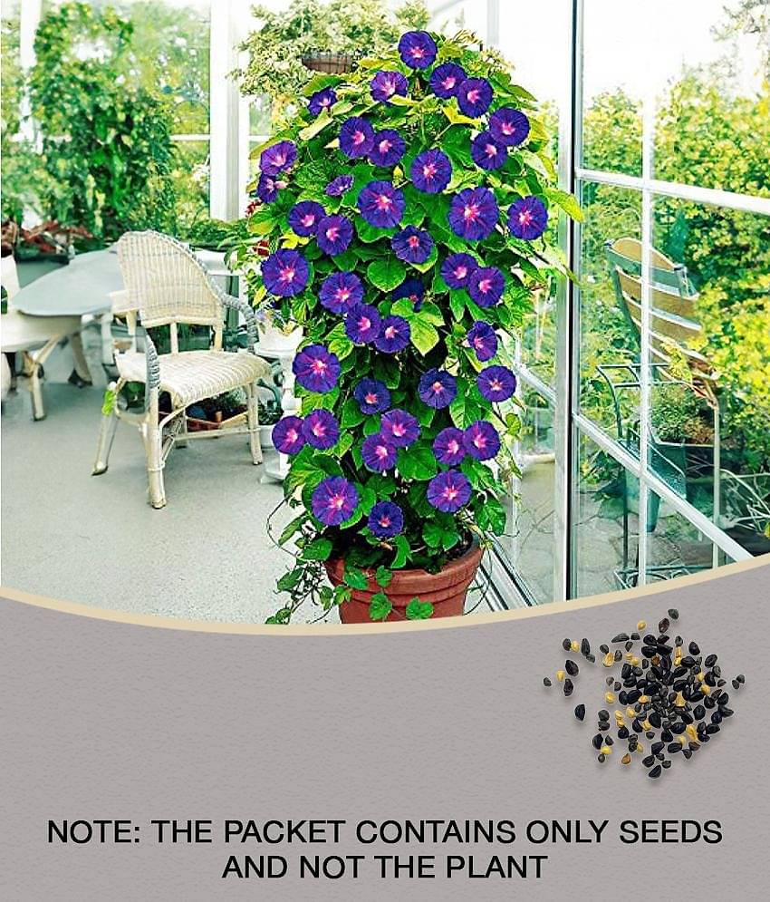 Ipomeas Flower Seeds with Free cocopat peat Soil ( 15 seeds)