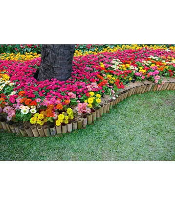 HN organic seed - Zinnia Mixed Flower ( 20 Seeds )