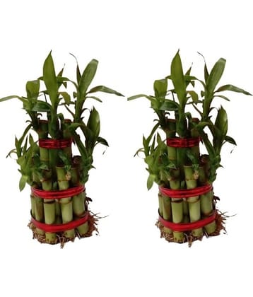 Green plant indoor - Green Wild Artificial Flowers With Pot ( Pack of 2 )