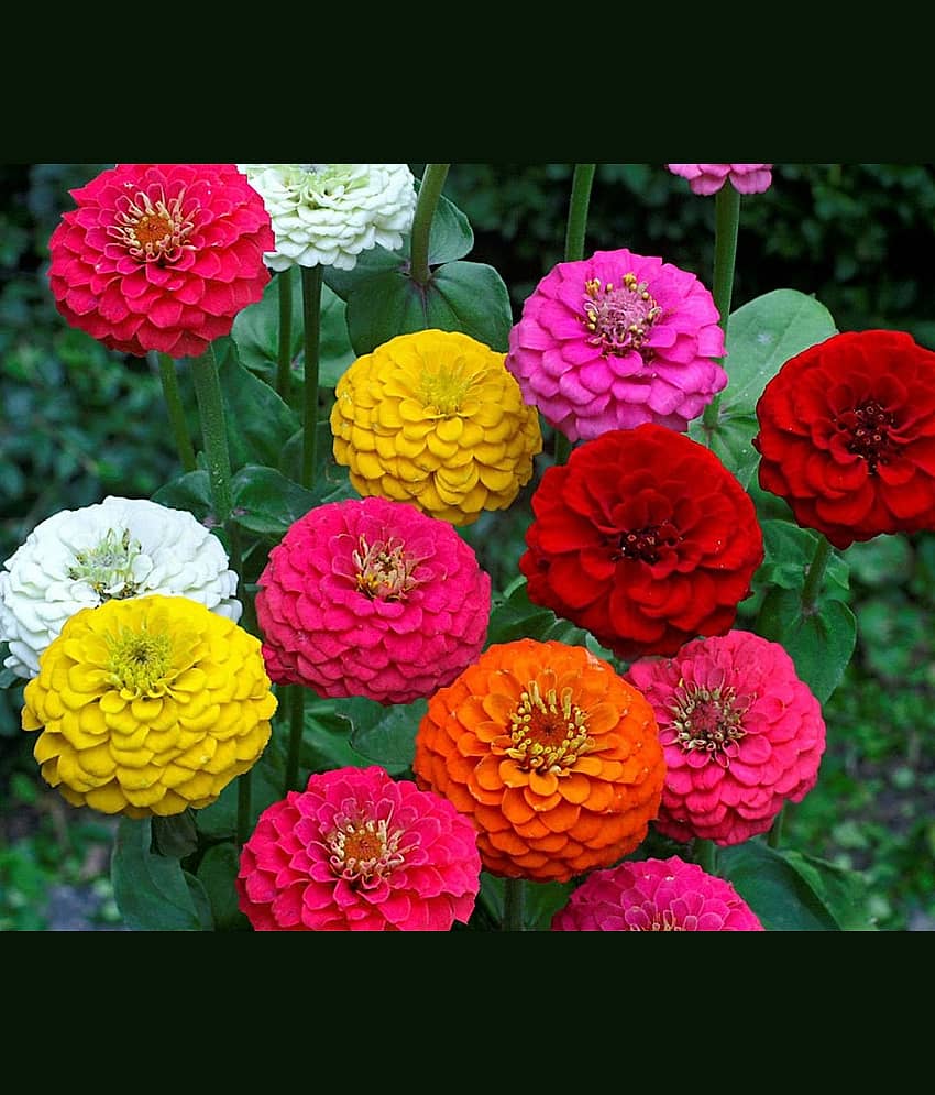 HN organic seed - Zinnia Mixed Flower ( 20 Seeds )