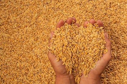 Paddy Grain 1 kg