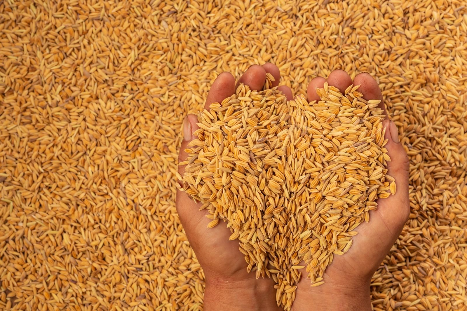 Paddy Grain 1 kg