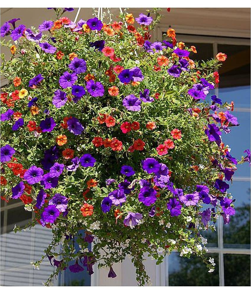 Petunia Flower Best Quality Premium Hyrbrid seeds Pack of 100 MIX 10 COLORS PLANT SEEDS PACK WITH MANUAL