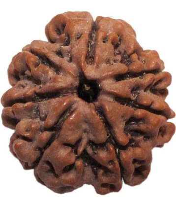 7 Mukhi Rudraksha