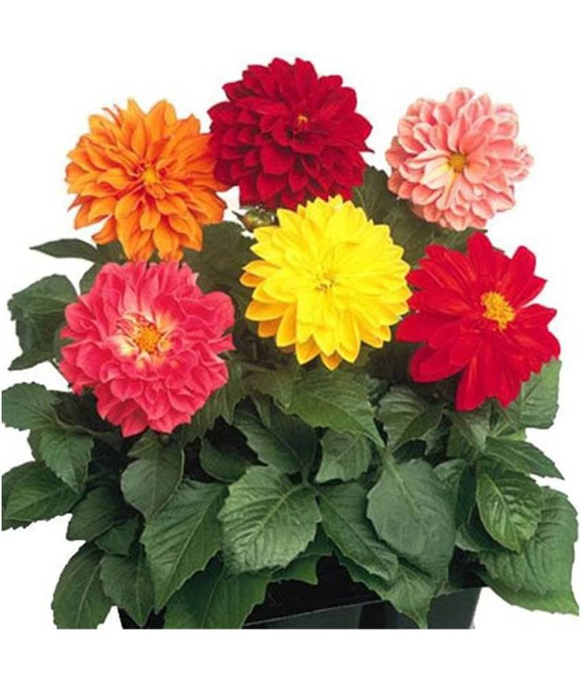 Mixed Color Dahlia Winter Flower Seeds with Coco Peat Seed Starter