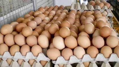 Fresh Brown Eggs - 50 gm - Single egg