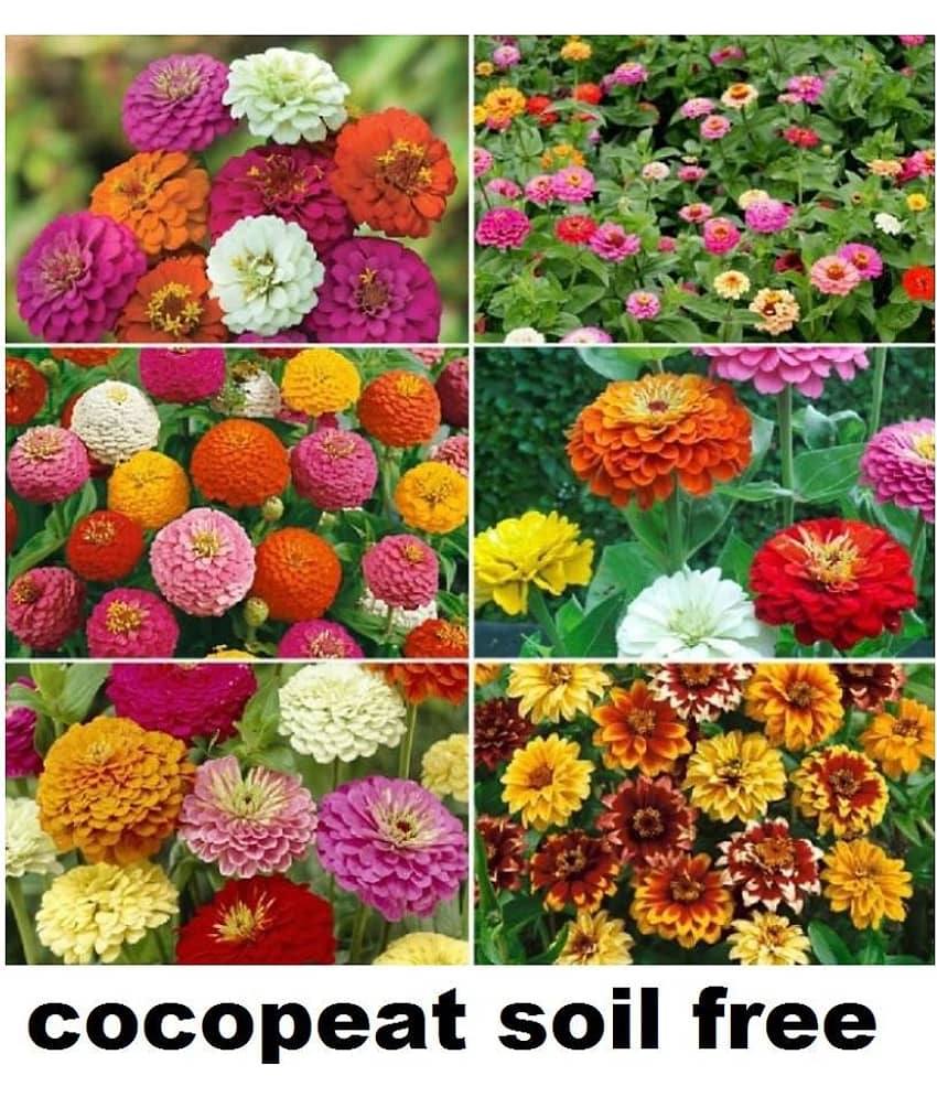 Zinnia Mix Flower 50 Seeds PACK MIX COLORS PLANT SEEDS WITH INSTRUCTION MANUAL
