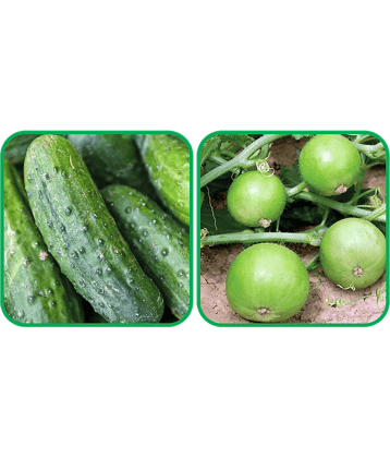 Aero Seeds Tinda ( 30 Seeds) And Cucumber ( 30 Seeds) Vegetable Seeds Pack