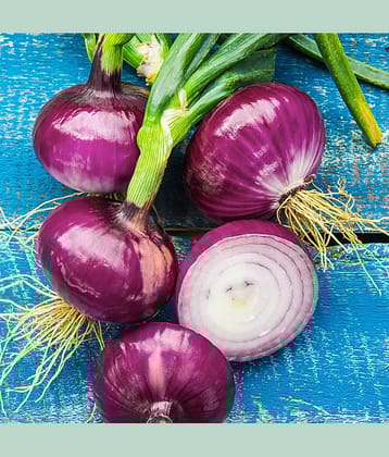 Red Round Onion (Lal Kanda, Pyaj/Pyaz Ke Beej) Vegetable Seeds Pack Of 500 | Organic | for Planting in Home Kitchen Terrace Balcony Gardening