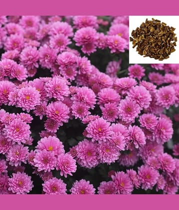 zello Indian Chrysanthemum Mixed Flower ( 50 Seeds )