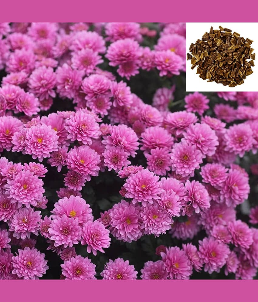 zello Indian Chrysanthemum Mixed Flower ( 50 Seeds )