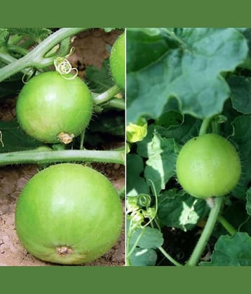 Tinda 20 seeds high germination seeds with instruction manual