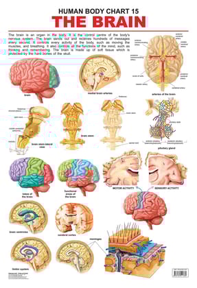 The Brain Wall Chart (Human Body Chart) - Both Side Hard Laminated (Size 48 x 73 cm) [Poster] Dreamland Publications