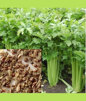 homeagro - Celery Vegetable ( 100 Seeds )