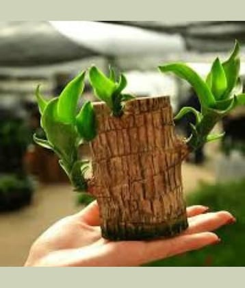 Dishita Go Green - Lucky Brazilian Wood Bamboo –Pack of 1 Indoor Feng Shui Plant for Living Room | Air Purifying, Low Maintenance, Good Luck Home Decor