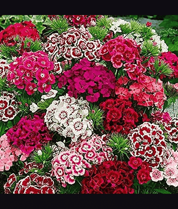 Vedhahi Sweet William Mix Flower ( 30 Seeds )