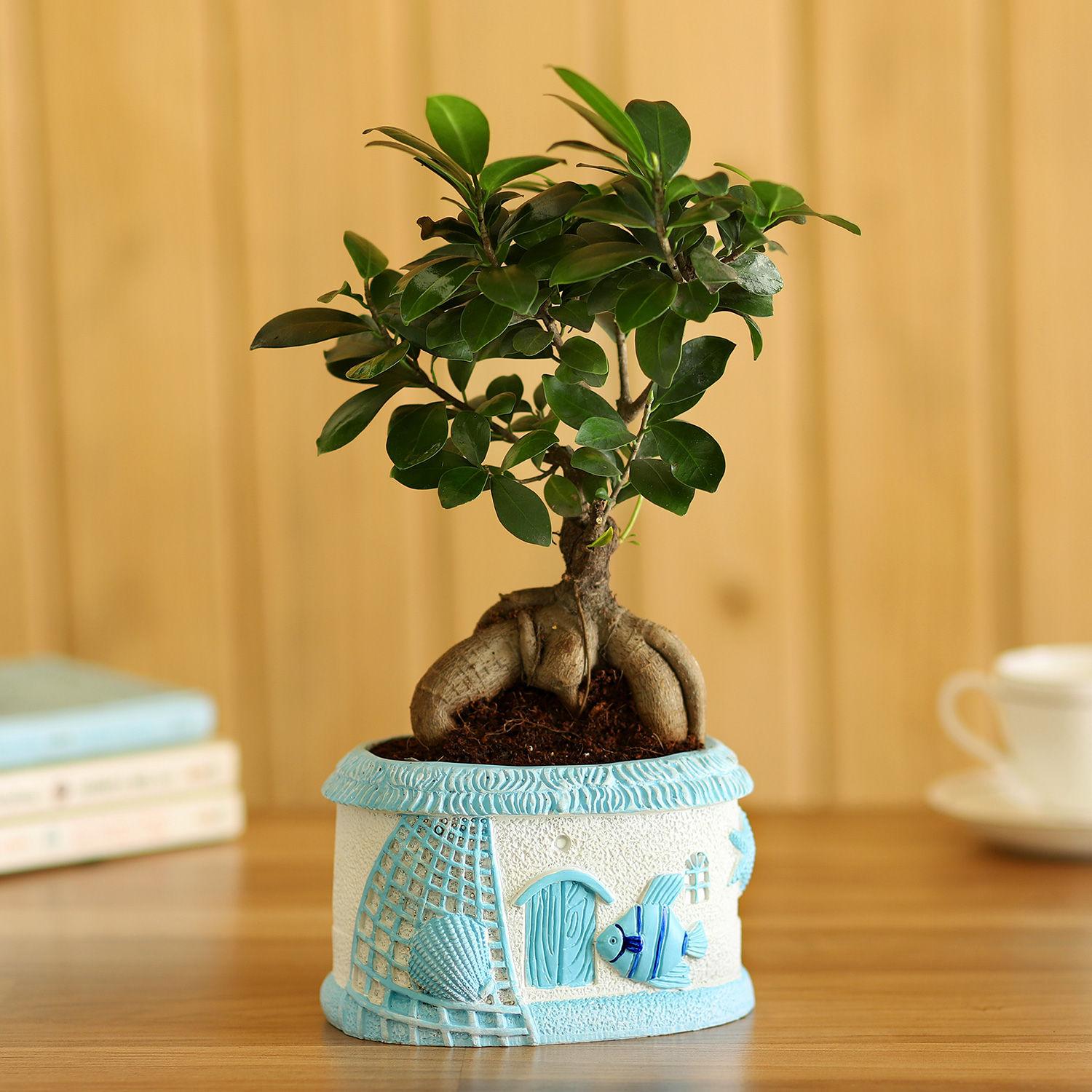 Ficus Ginseng Bonsai In Sea House Planter (Hand Delivery)