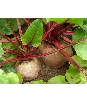 Beetroot/Chukandar Seeds - Beet Root ?Seeds Home Garden 50 Seeds