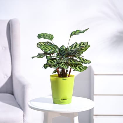 Peacock Plant-GroPot / Ivory / Medium