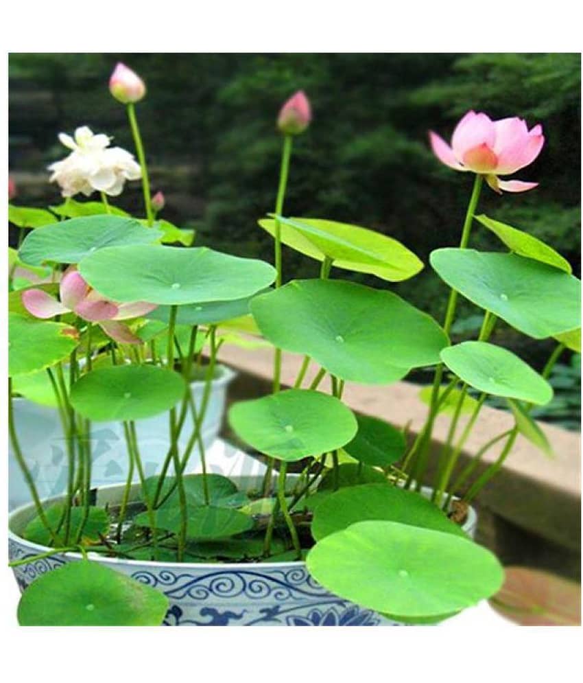 Lotus Water Flower Seeds