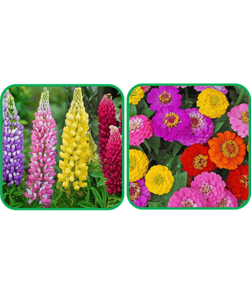 Aero Seeds Zinnia Mix Color (50 Seeds) And Lupin Mix Color (50 Seeds) Flower Seeds Pack