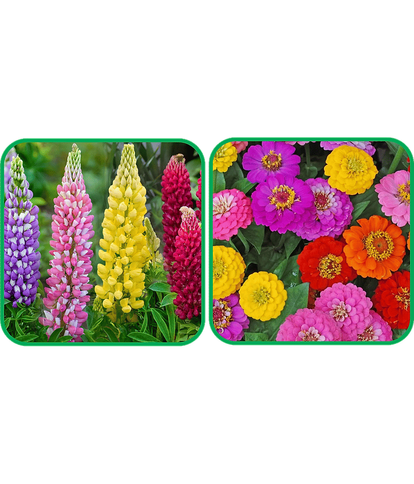 Aero Seeds Zinnia Mix Color (50 Seeds) And Lupin Mix Color (50 Seeds) Flower Seeds Pack