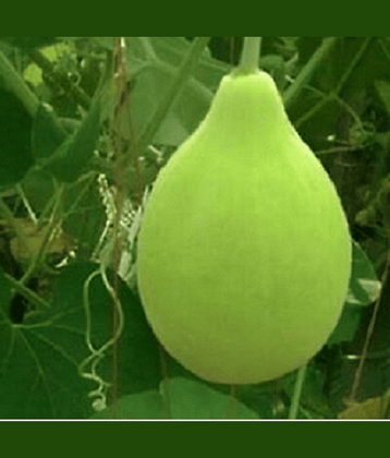Vedhahi Round Bottle Gourd Vegetable ( 30 Seeds )