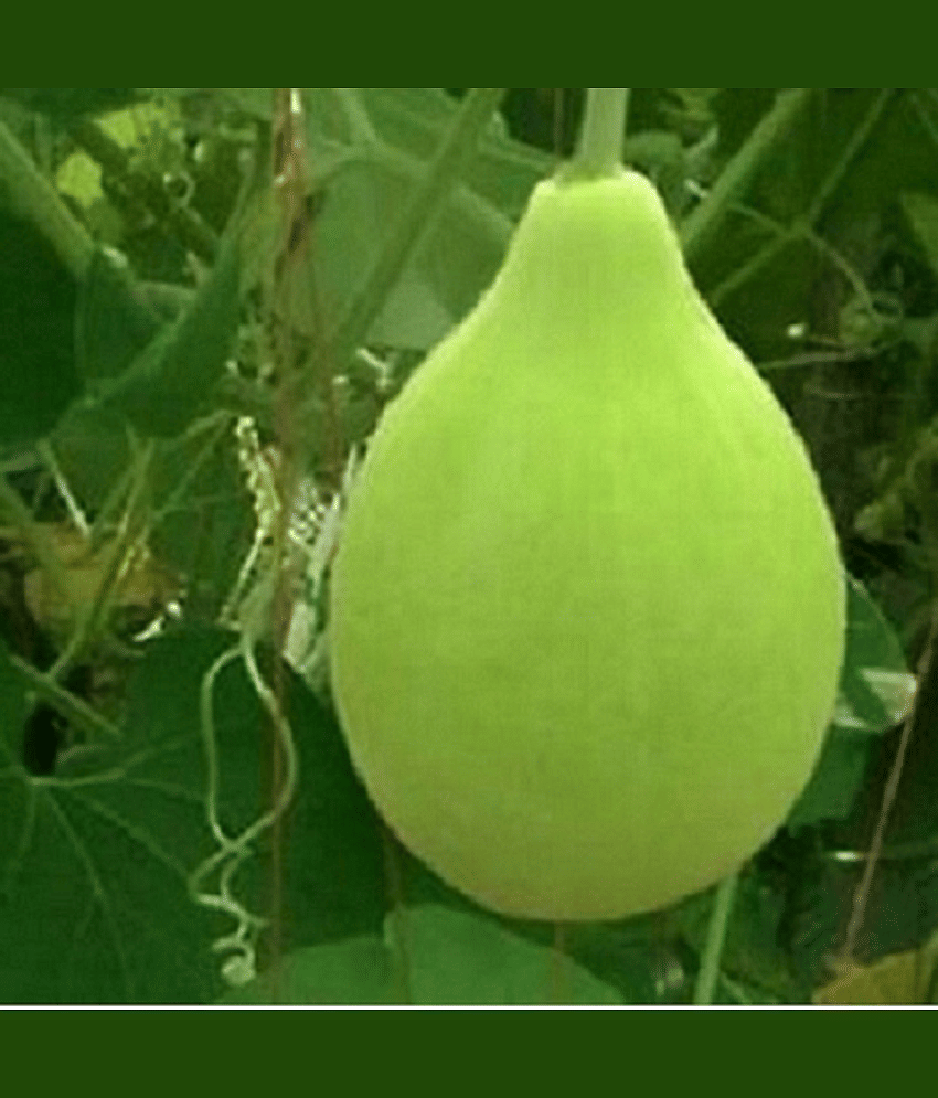 Vedhahi Round Bottle Gourd Vegetable ( 30 Seeds )