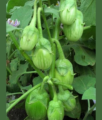 GREEN GOL Brinjal Seeds - Pack of 50 Seeds F-1 Hybrid