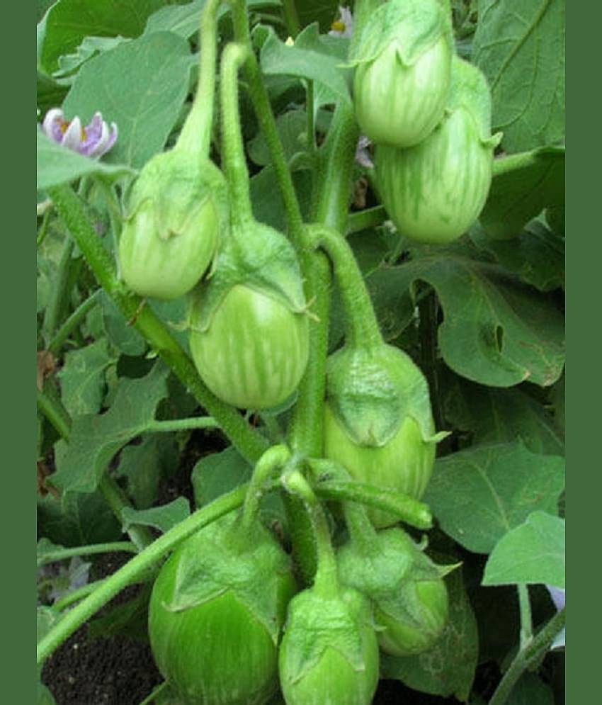GREEN GOL Brinjal Seeds - Pack of 50 Seeds F-1 Hybrid