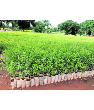 Jignisha Seeds Sandalwood Plant ( 10 Seeds )