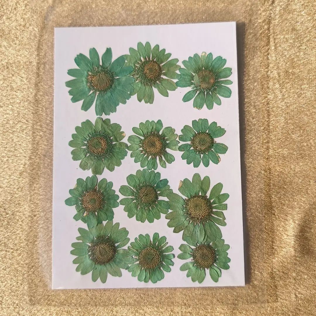Pressed Flowers - 12 Flowers in 1 Green