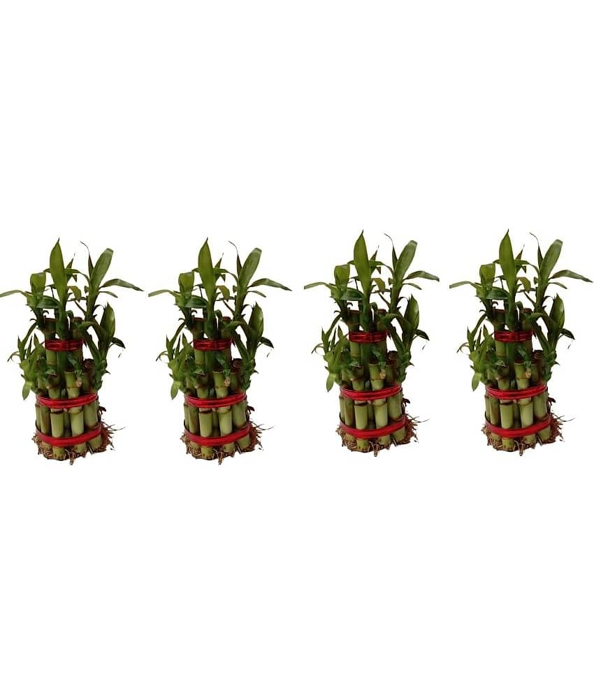 Green plant indoor - Green Wild Artificial Flowers With Pot ( Pack of 4 )