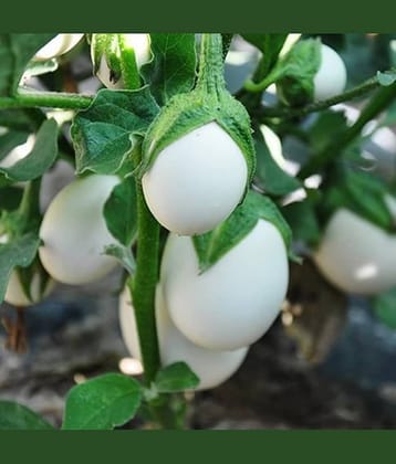 Jignisha Seeds Organic White Brinjal Vegetable ( 50 Seeds )