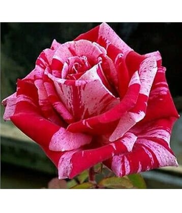 Azalea Gardens Rose Flower Seeds "Pink Candy Stripe Rose" 20 Seeds Pack