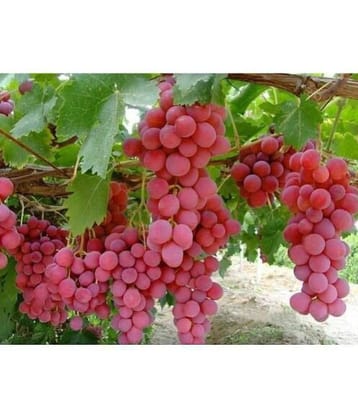 OhhSome Bonsai Suitable Fruit Seeds Green Grape Seed Sweet And Delicious Fruit Fruit Seeds For Garden Kitchen Garden Bonsai Suitable Fruit Seeds Pack