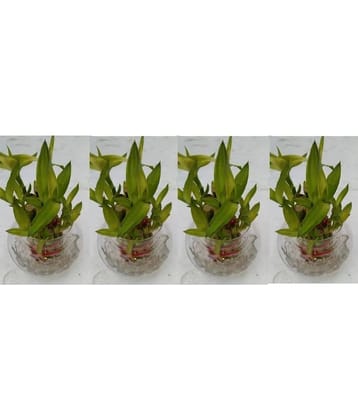 Green plant indoor - Green Wild Artificial Flowers With Pot ( Pack of 4 )