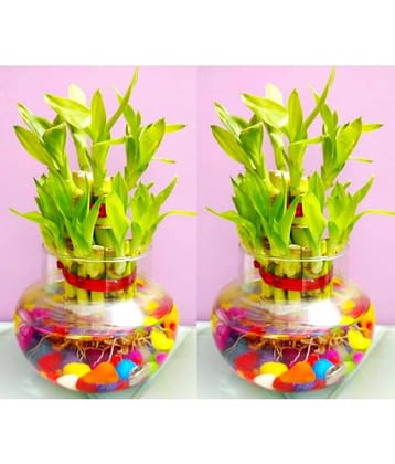 Green plant indoor - Green Wild Artificial Flowers With Pot ( Pack of 2 )