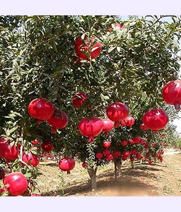 Cloud Farm Outdoor Fruit Plant ( Pack of 1 )