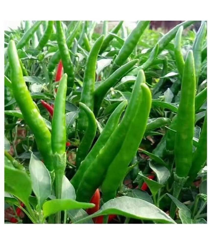 BS SEEDS Pepper Chilli (Mirchi) Hybrid Bengali Type Seeds | 100 seeds