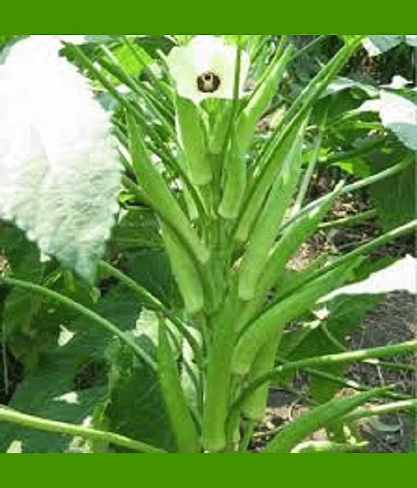 Vedhahi Organic Lady Finger Vegetable ( 20 Seeds )
