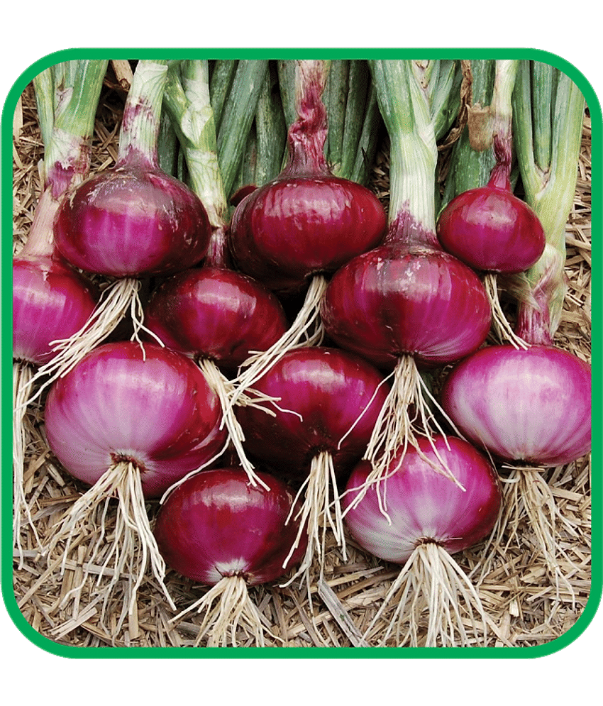 Aero Seeds Red Onion Pack of 300 Seeds
