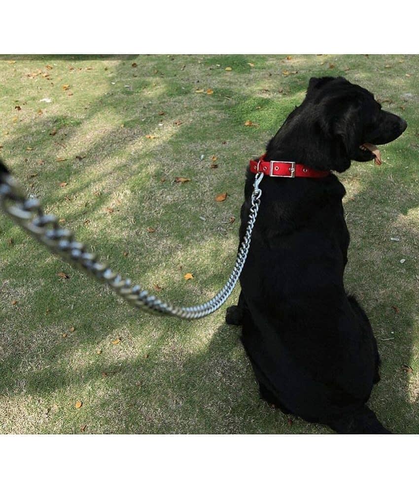Dog Belt Combo of  Dog Collar Belt with Dog Chain Specially for all Dogs  Lengthy Dog Collar & Chain  (color may vary)