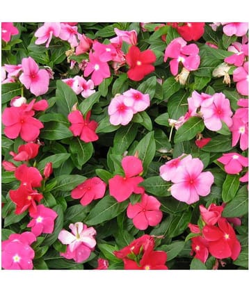 Vinca Mixed Hybrid Flower Seeds ( 25+ seeds)