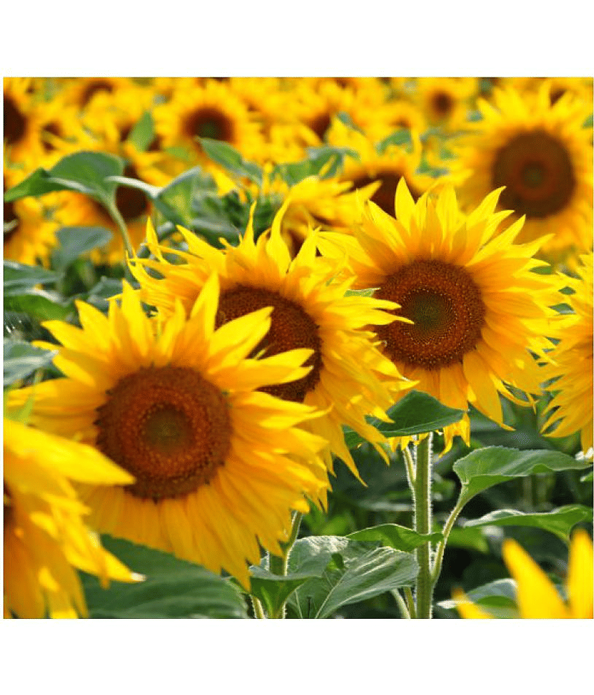 Sunflower High Germinated Hybrid Seeds